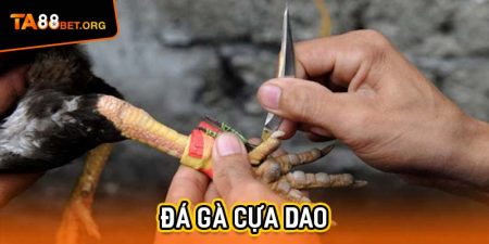 Đá Gà Cựa Dao - Cuộc Đối Đầu Của Những Chiến Kê Thực Thụ  6 Đá gà cựa dao