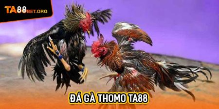 Đá Gà Thomo TA88 - Cuộc Cạnh Tranh Nảy Lửa Trên Sân 7 Đá gà thomo